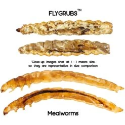 FLYGRUBS Black Soldier Fly Larvae Chicken Treat -Meadow Farm 185705 PT1. AC SS1800 V1584722152