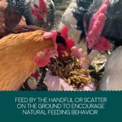 FLYGRUBS Black Soldier Fly Larvae Chicken Treat -Meadow Farm 185705 PT5. AC SS1800 V1600389387