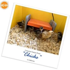 K&H Pet Products Thermo-Poultry Heated Chicken Brooder -Meadow Farm 199137 PT6. AC SS1800 V1682706570