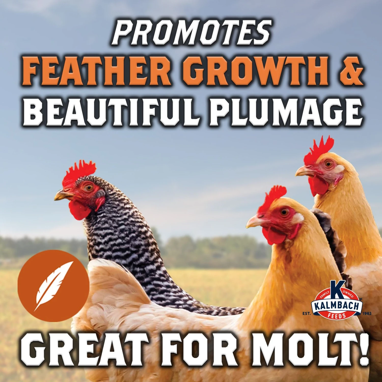 Kalmbach Feeds All Natural 20% Protein Full Plume Feathering Chicken Feed, 50-lb Bag 4 Kalmbach Feeds All Natural 20% Protein Full Plume Feathering Chicken Feed, 50-lb Bag - Image 4