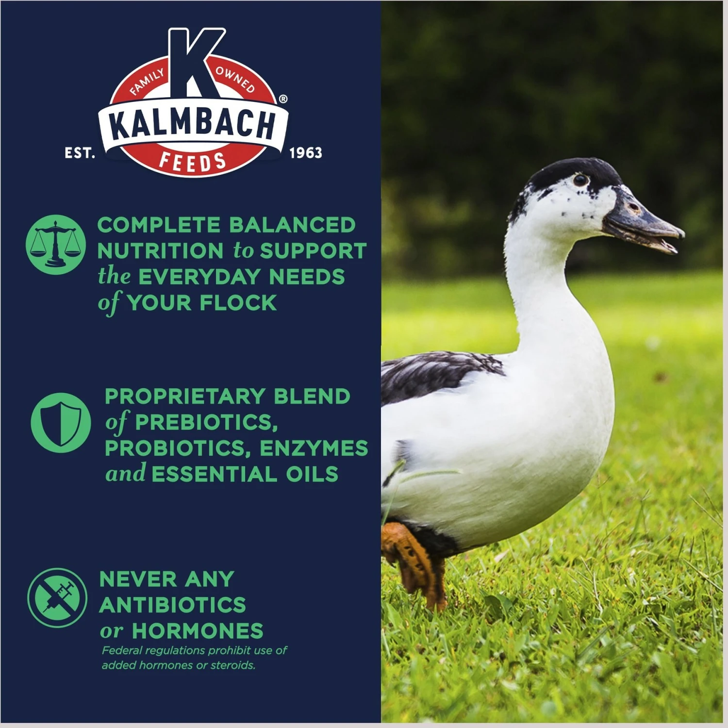 Kalmbach Feeds All Natural 16% Protein Flock Maintainer Pellet Poultry Feed 4 Kalmbach Feeds All Natural 16% Protein Flock Maintainer Pellet Poultry Feed - Image 4