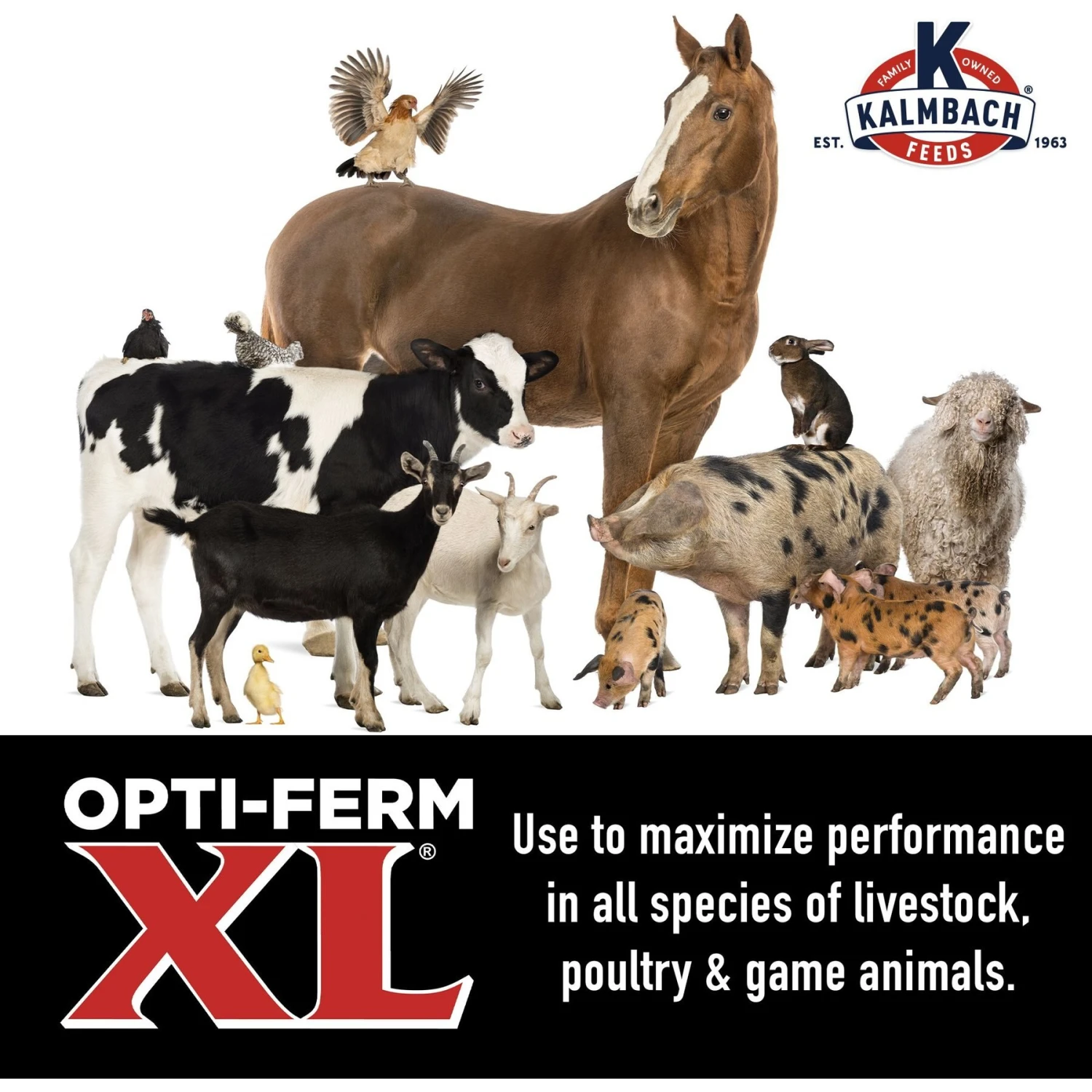 Kalmbach Feeds Opti-Ferm X-Large Yeast Livestock Feed 5 Kalmbach Feeds Opti-Ferm X-Large Yeast Livestock Feed - Image 5