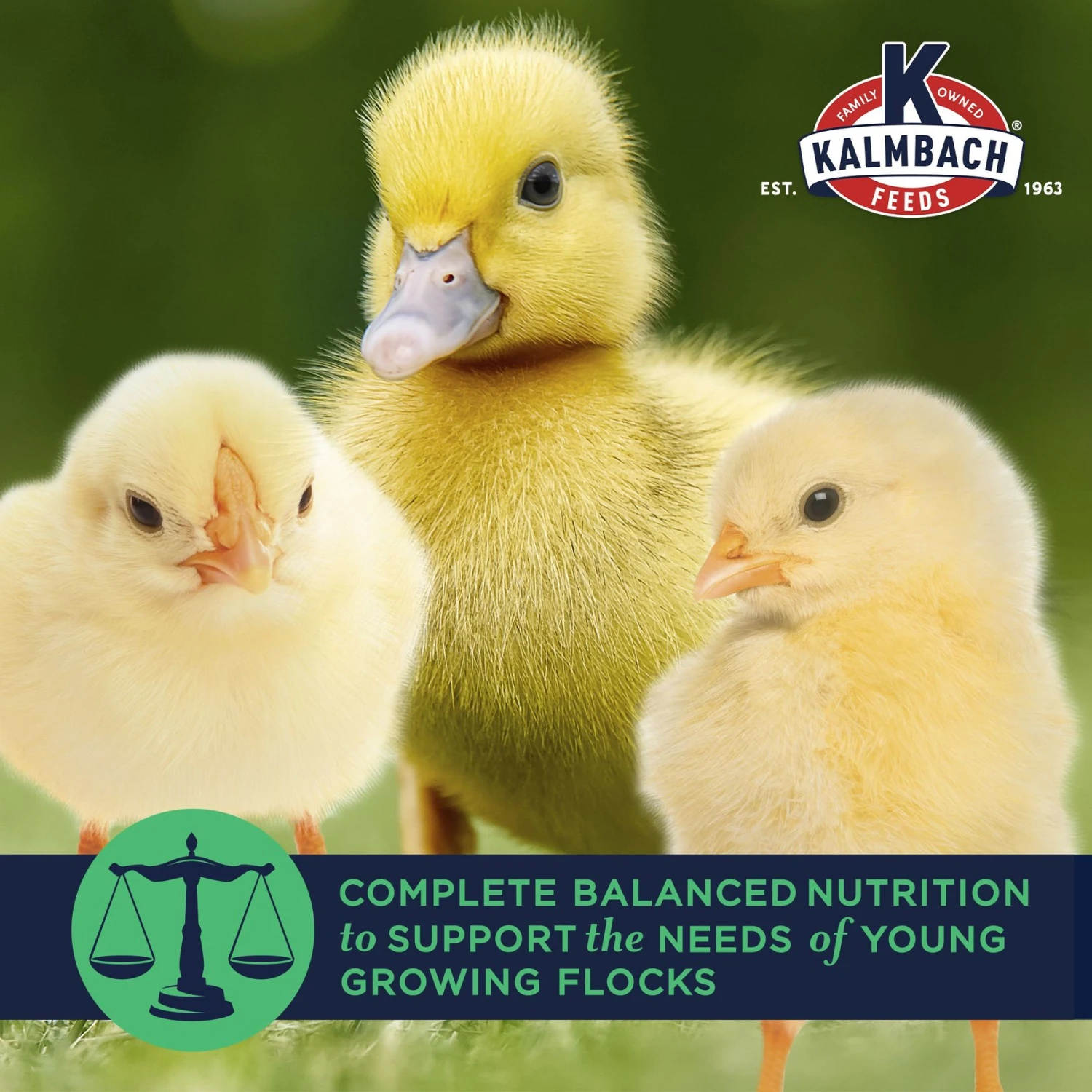 Kalmbach Feeds All Natural Non-GMO 20% Protein Flock Maker Crumbles Chicken Feed 5 Kalmbach Feeds All Natural Non-GMO 20% Protein Flock Maker Crumbles Chicken Feed - Image 5