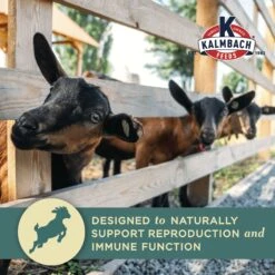Kalmbach Feeds Milk Maker Goat Feed, 50-lb Bag 13 Kalmbach Feeds Milk Maker Goat Feed, 50-lb Bag -Meadow Farm 218155 PT4. AC SS1800 V1682113154
