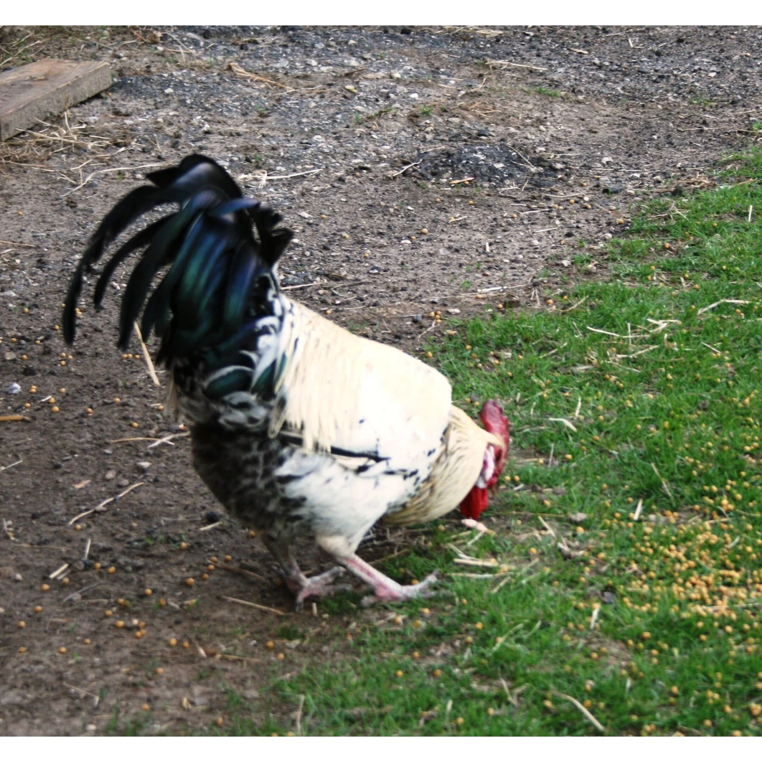 Farmers' Helper UltraKibble Poultry Treats 6 Farmers' Helper UltraKibble Poultry Treats - Image 6