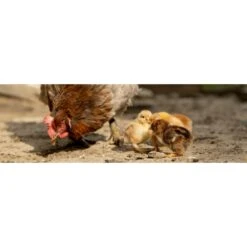 Farmers' Helper UltraKibble Chick Treats, 2.25-lb Bag -Meadow Farm 222125 PT5. AC SS1800 V1647898915