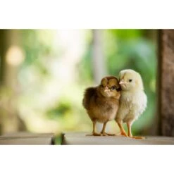 Farmers' Helper UltraKibble Chick Treats, 2.25-lb Bag -Meadow Farm 222125 PT6. AC SS1800 V1647917234