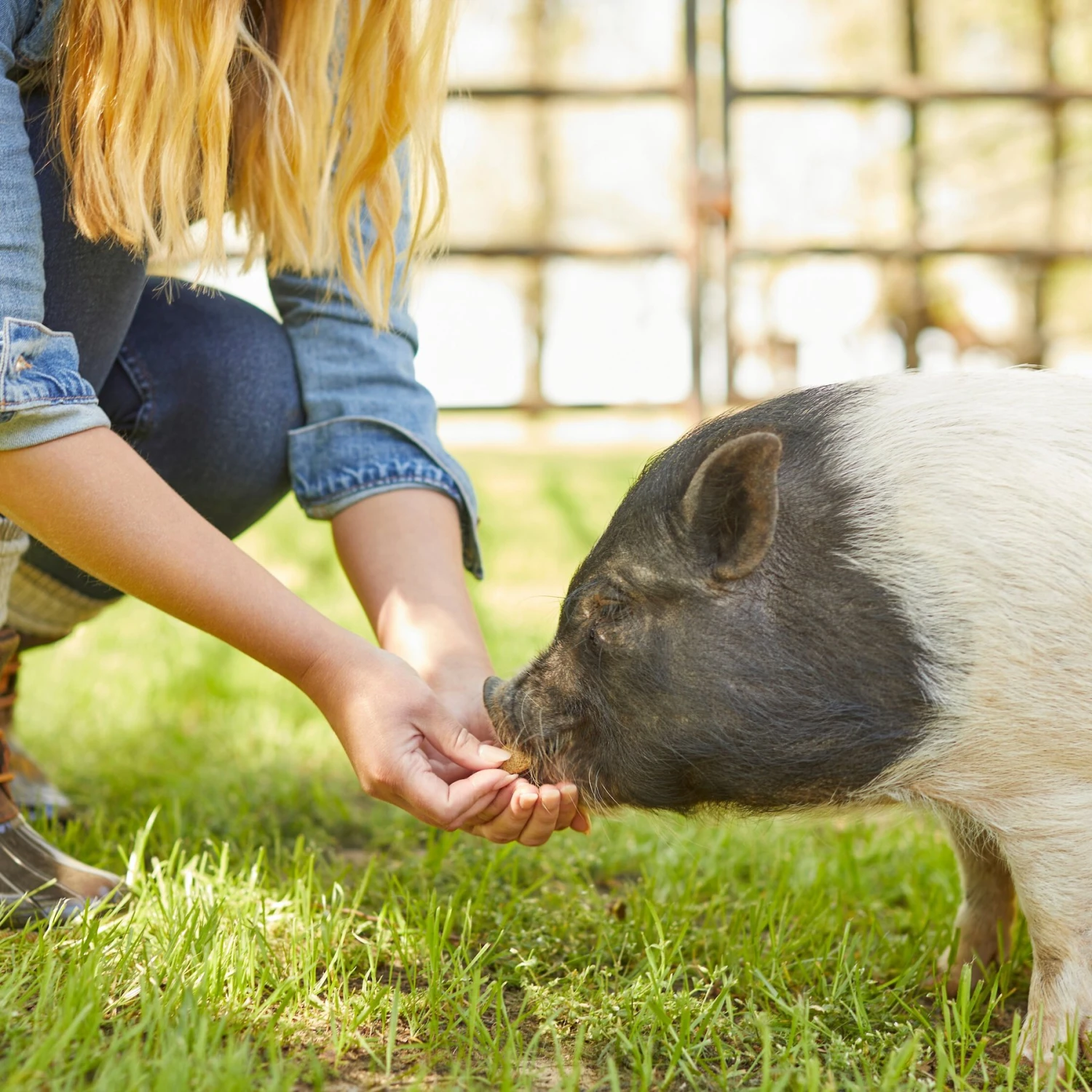 Mazuri Oat & Honey Mini Pig Treats, 6-lb Bag 2 Mazuri Oat & Honey Mini Pig Treats, 6-lb Bag - Image 2