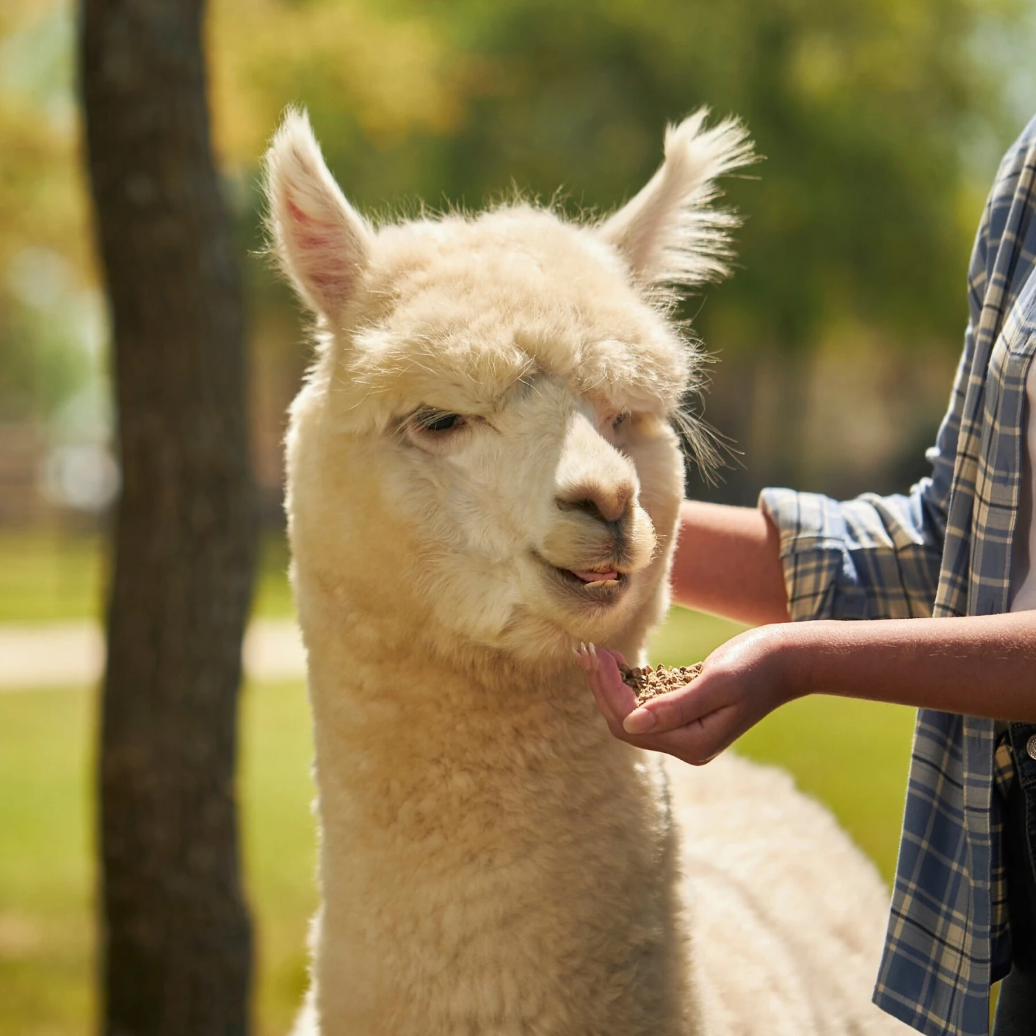 Mazuri Alpaca Care Crumbles Alpaca Food, 40-lb Bag 2 Mazuri Alpaca Care Crumbles Alpaca Food, 40-lb Bag - Image 2