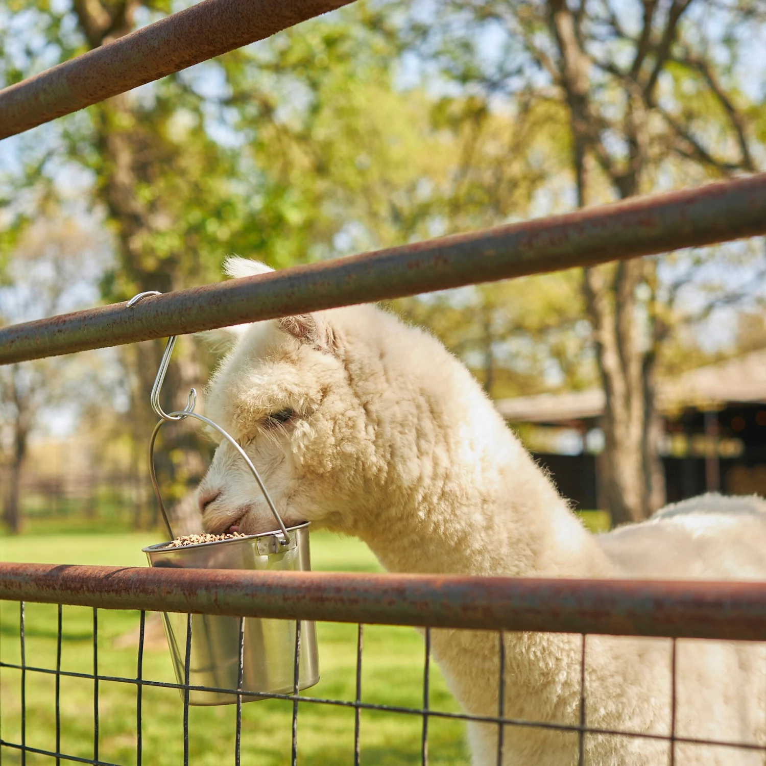 Mazuri Alpaca Complete Life Alpaca Food, 40-lb Bag 2 Mazuri Alpaca Complete Life Alpaca Food, 40-lb Bag - Image 2