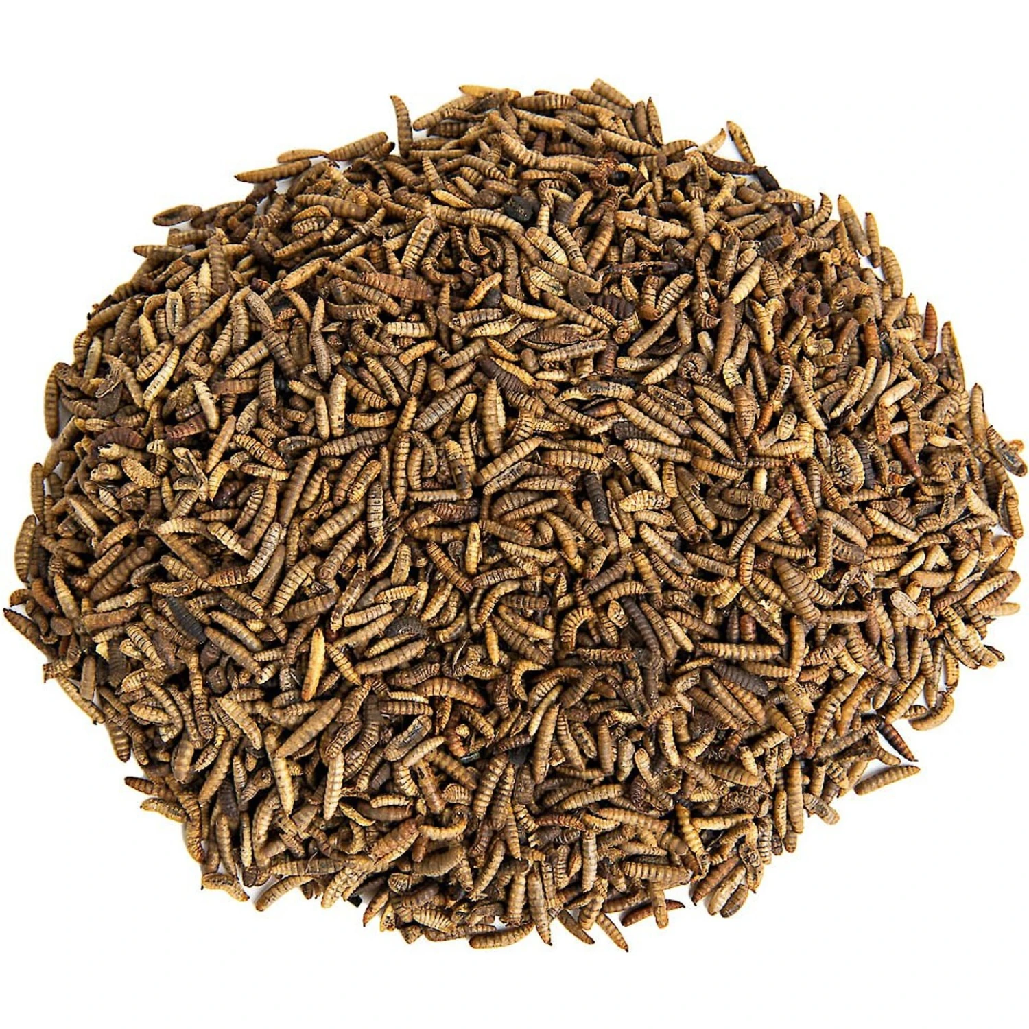 Small Pet Select Grub Bugs Black Soldier Fly Larvae Poultry Feed 2 Small Pet Select Grub Bugs Black Soldier Fly Larvae Poultry Feed - Image 2