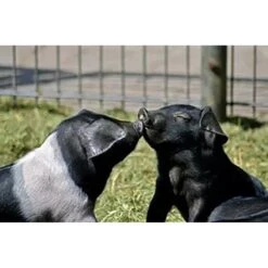 Hudson Feeds Swine Feeds Pot Bellied Pig Food, 50-lb Bag 9 Hudson Feeds Swine Feeds Pot Bellied Pig Food, 50-lb Bag -Meadow Farm 227929 PT3. AC SS1800 V1698239656