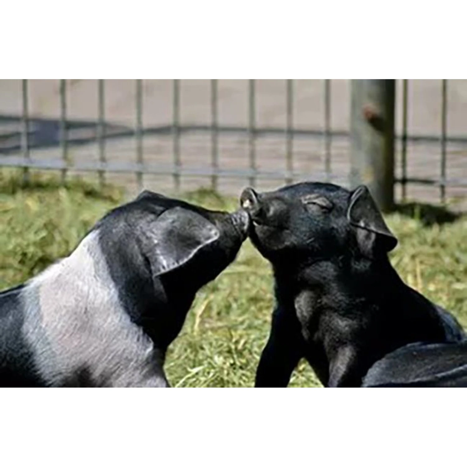 Hudson Feeds Swine Feeds Pot Bellied Pig Food, 50-lb Bag 4 Hudson Feeds Swine Feeds Pot Bellied Pig Food, 50-lb Bag - Image 4