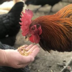 Flock Fest Dried Mealworms Adult Chicken Treats, 5-lb Bag & Stainless Steel Feeder Bucket -Meadow Farm 228173 PT6. AC SS1800 V1585054561