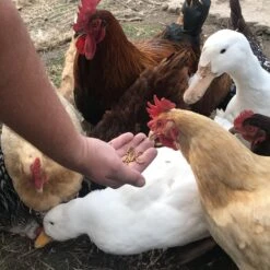 Flock Fest Dried Mealworms Adult Chicken Treats, 5-lb Bag & Stainless Steel Feeder Bucket -Meadow Farm 228173 PT7. AC SS1800 V1585054594