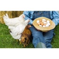 Amzey Appetizing Mealworms Wild Poultry Treats -Meadow Farm 235605 PT3. AC SS1800 V1590006096