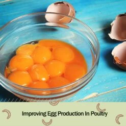 Amzey Appetizing Bugs Premium Chicken & Bird Treats -Meadow Farm 235610 PT6. AC SS1800 V1597093308