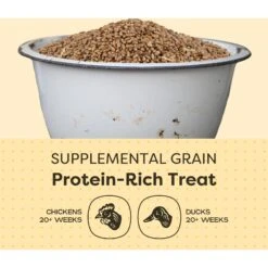 Scratch And Peck Feeds Organic Whole Wheat Poultry Treats, 40-lb Bag 13 Scratch And Peck Feeds Organic Whole Wheat Poultry Treats, 40-lb Bag -Meadow Farm 239988 PT4. AC SS1800 V1665669290