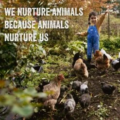 Scratch And Peck Feeds Organic Whole Wheat Poultry Treats, 40-lb Bag 16 Scratch And Peck Feeds Organic Whole Wheat Poultry Treats, 40-lb Bag -Meadow Farm 239988 PT7. AC SS1800 V1665670100