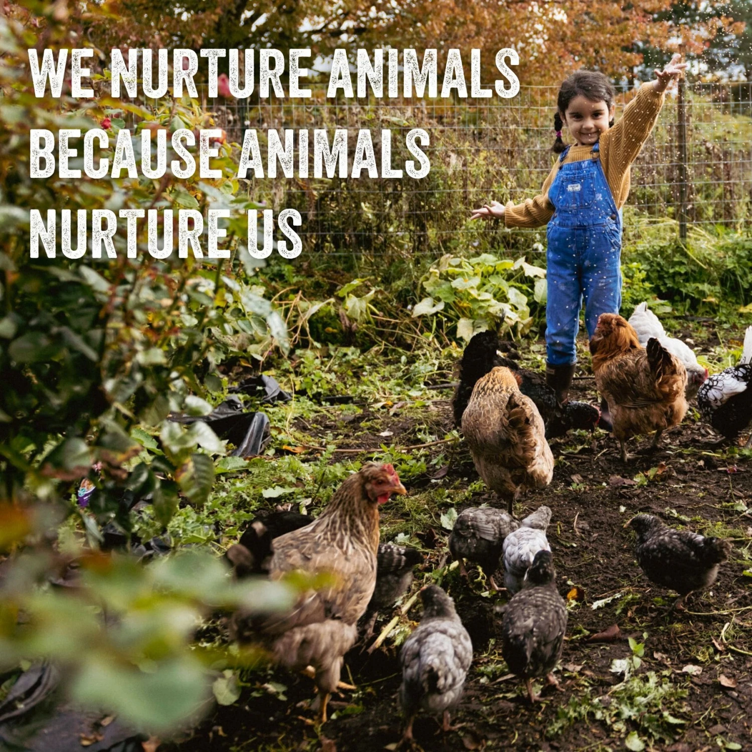 Scratch And Peck Feeds Organic Whole Wheat Poultry Treats, 40-lb Bag 8 Scratch And Peck Feeds Organic Whole Wheat Poultry Treats, 40-lb Bag - Image 8