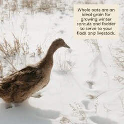 Scratch And Peck Feeds Organic Whole Oats Poultry Treats, 40-lb Bag 14 Scratch And Peck Feeds Organic Whole Oats Poultry Treats, 40-lb Bag -Meadow Farm 239990 PT5. AC SS1800 V1665670162