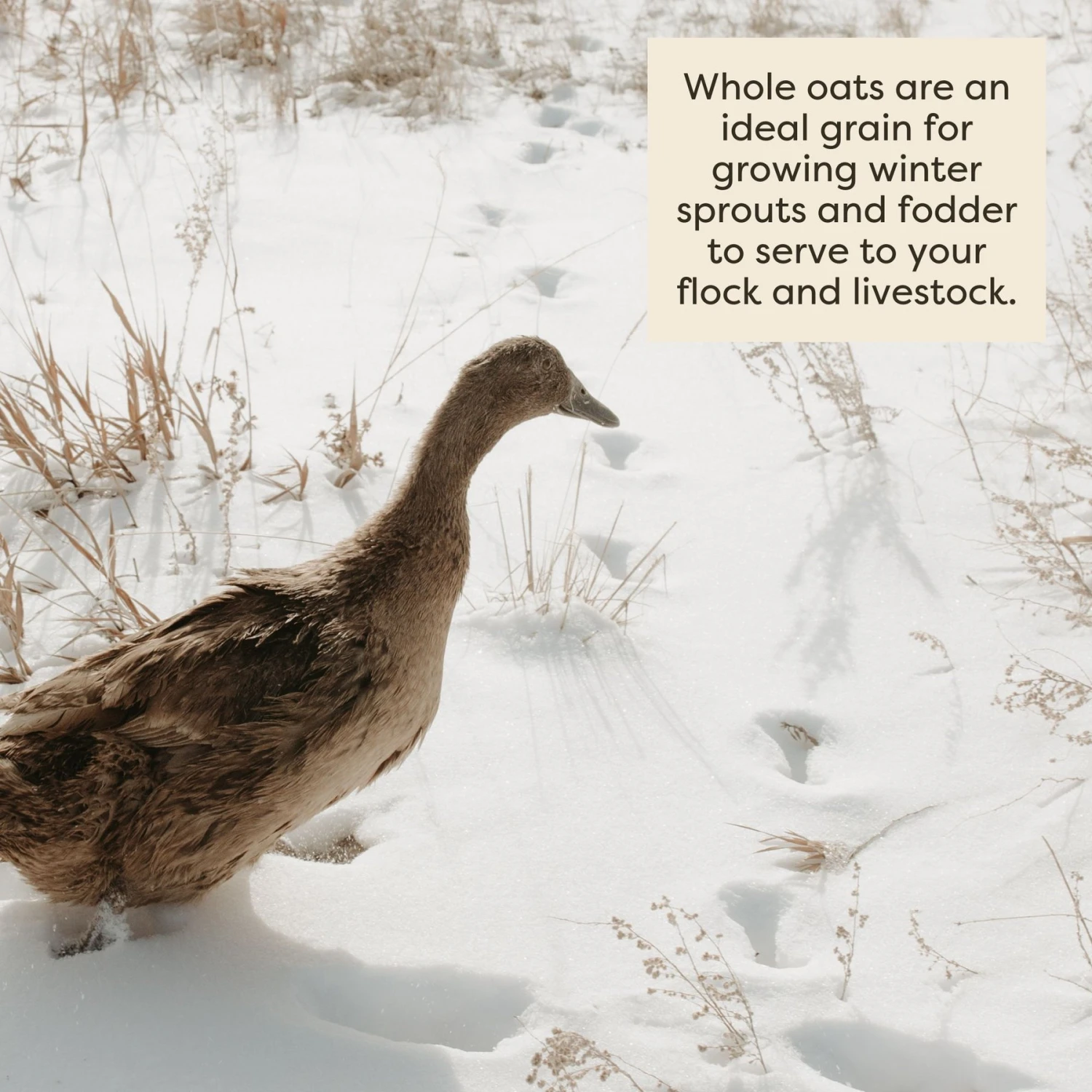 Scratch And Peck Feeds Organic Whole Oats Poultry Treats, 40-lb Bag 6 Scratch And Peck Feeds Organic Whole Oats Poultry Treats, 40-lb Bag - Image 6