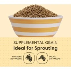 Scratch And Peck Feeds Organic Whole Barley Poultry Treats, 40-lb Bag -Meadow Farm 239992 PT4. AC SS1800 V1665780506