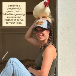 Scratch And Peck Feeds Organic Whole Barley Poultry Treats, 40-lb Bag -Meadow Farm 239992 PT5. AC SS1800 V1665669562