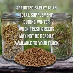 Scratch And Peck Feeds Organic Whole Barley Poultry Treats, 40-lb Bag -Meadow Farm 239992 PT7. AC SS1800 V1665670099