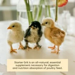 Scratch And Peck Feeds Cluckin' Good Chick Grit Chicken Supplement, 7-lb Bag -Meadow Farm 240002 PT5. AC SS1800 V1681146192