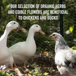 Scratch And Peck Feeds Cluckin' Good Organic Herbs Chicken Supplement, 10-oz Bag 16 Scratch And Peck Feeds Cluckin' Good Organic Herbs Chicken Supplement, 10-oz Bag -Meadow Farm 240008 PT7. AC SS1800 V1681146182