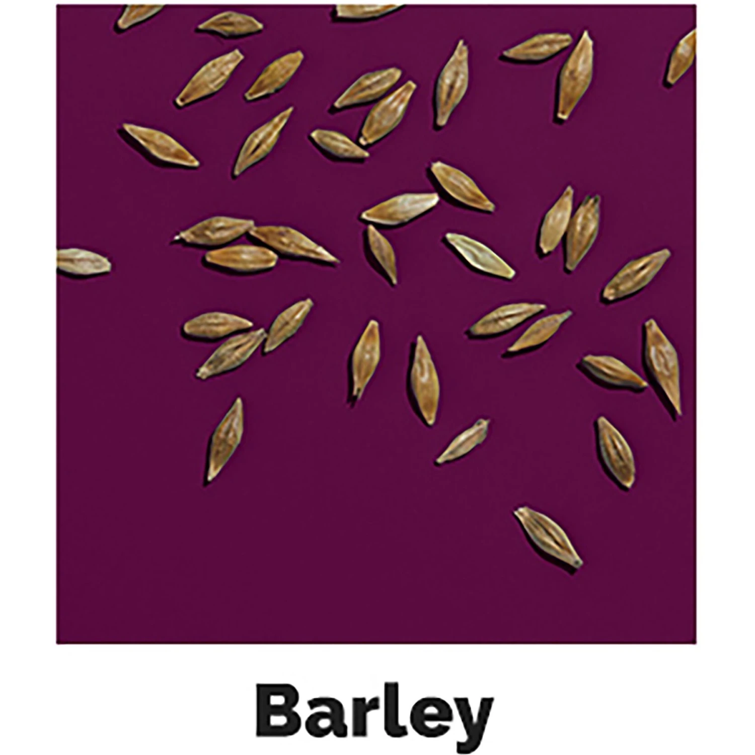 Hen Up Scratch Grains Organic Chicken Food, 25-lb Bag 7 Hen Up Scratch Grains Organic Chicken Food, 25-lb Bag - Image 7