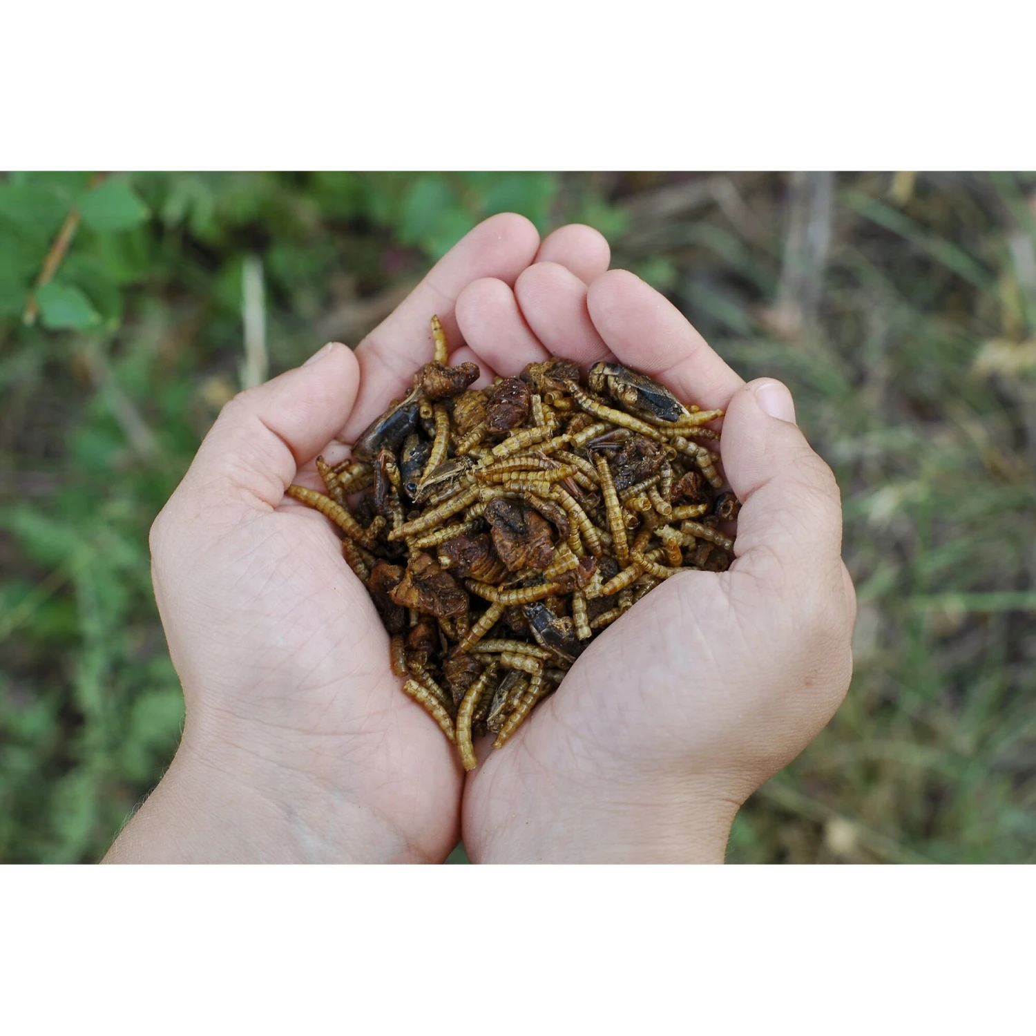 Little Farmer Products Add A Bug Chicken Treats 3 Little Farmer Products Add A Bug Chicken Treats - Image 3