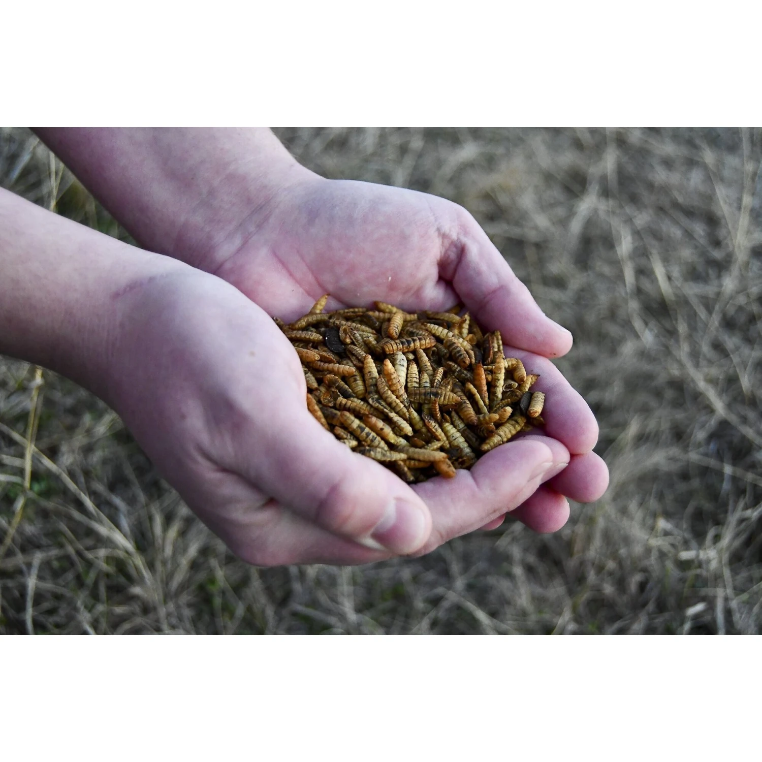 Little Farmer Products Bug-A-Licious Chicken Treats 3 Little Farmer Products Bug-A-Licious Chicken Treats - Image 3