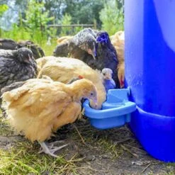 BEC Maxi-Cup Semi-Automatic Poultry Drinker -Meadow Farm 272755 PT5. AC SS1800 V1618956754