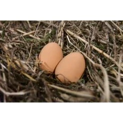 My Favorite Chicken Rubber Nest Eggs, 2 Count, Brown 7 My Favorite Chicken Rubber Nest Eggs, 2 Count, Brown -Meadow Farm 272763 PT4. AC SS1800 V1618965741