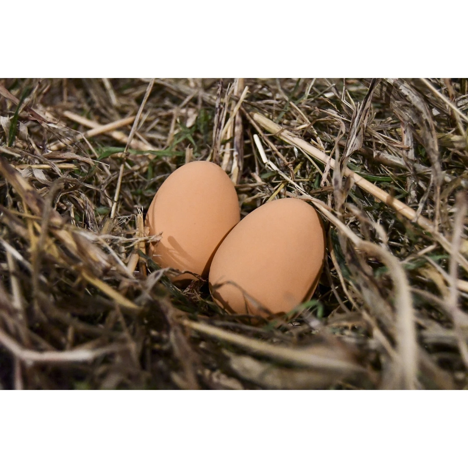 My Favorite Chicken Rubber Nest Eggs, 2 Count, Brown 4 My Favorite Chicken Rubber Nest Eggs, 2 Count, Brown - Image 4