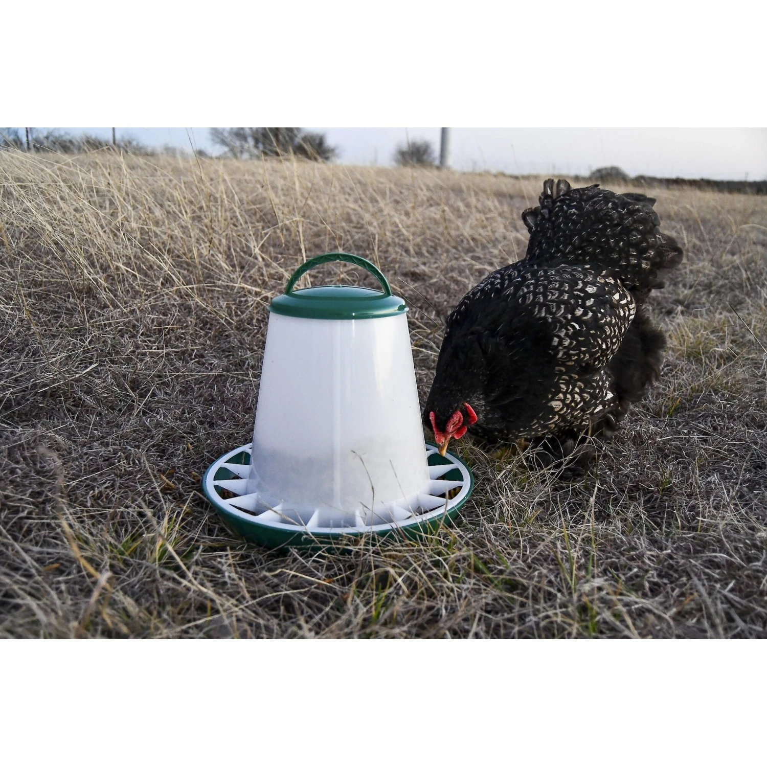 My Favorite Chicken Poultry Hopper Feeder, 6-6-lb 4 My Favorite Chicken Poultry Hopper Feeder, 6-6-lb - Image 4