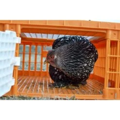 My Favorite Chicken Poultry Transport Crate -Meadow Farm 272779 PT5. AC SS1800 V1618960942