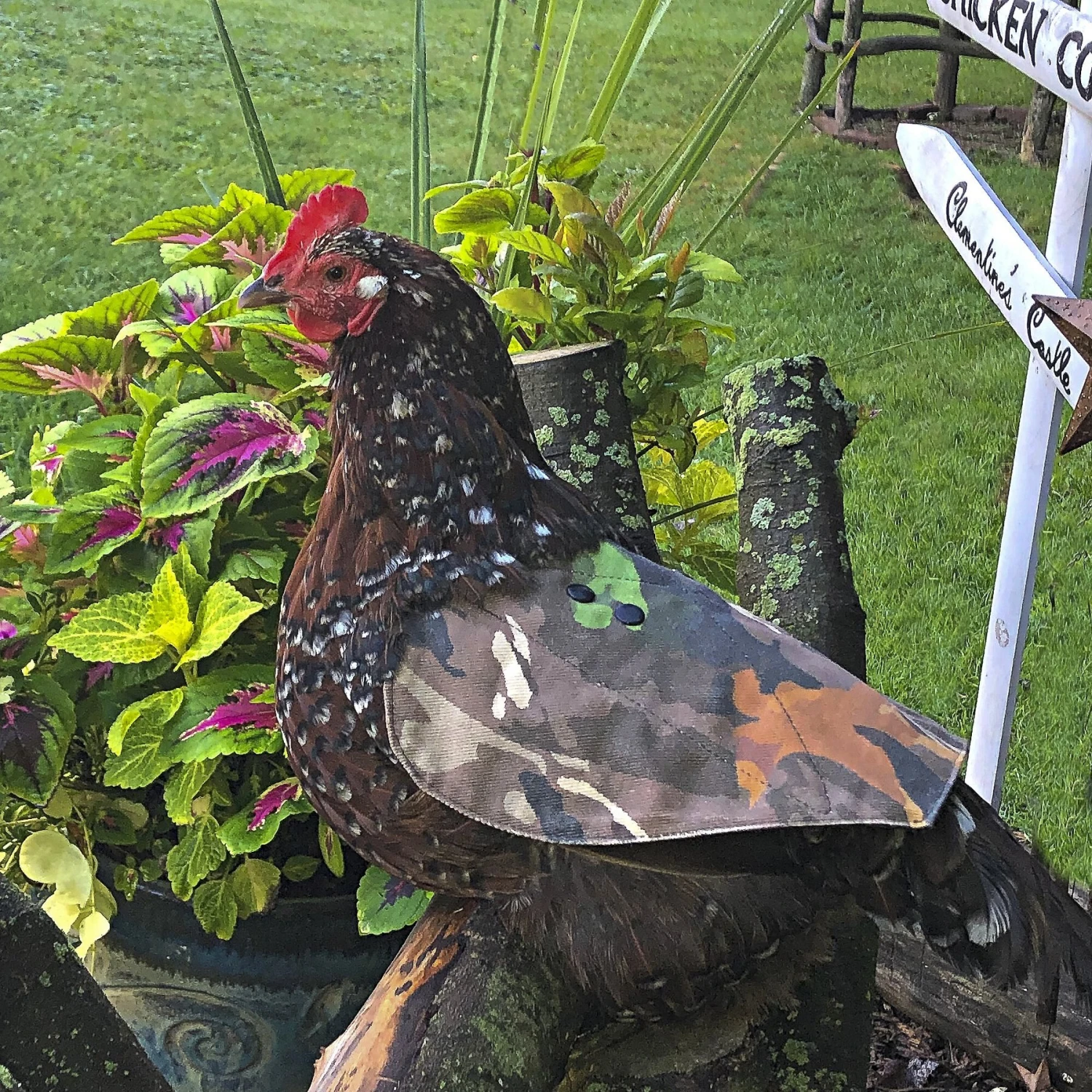 The Chicken Chick Hen Mating Saddle 2 The Chicken Chick Hen Mating Saddle - Image 2