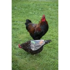 The Chicken Chick Hen Mating Saddle 9 The Chicken Chick Hen Mating Saddle -Meadow Farm 272796 PT5. AC SS1800 V1618955856