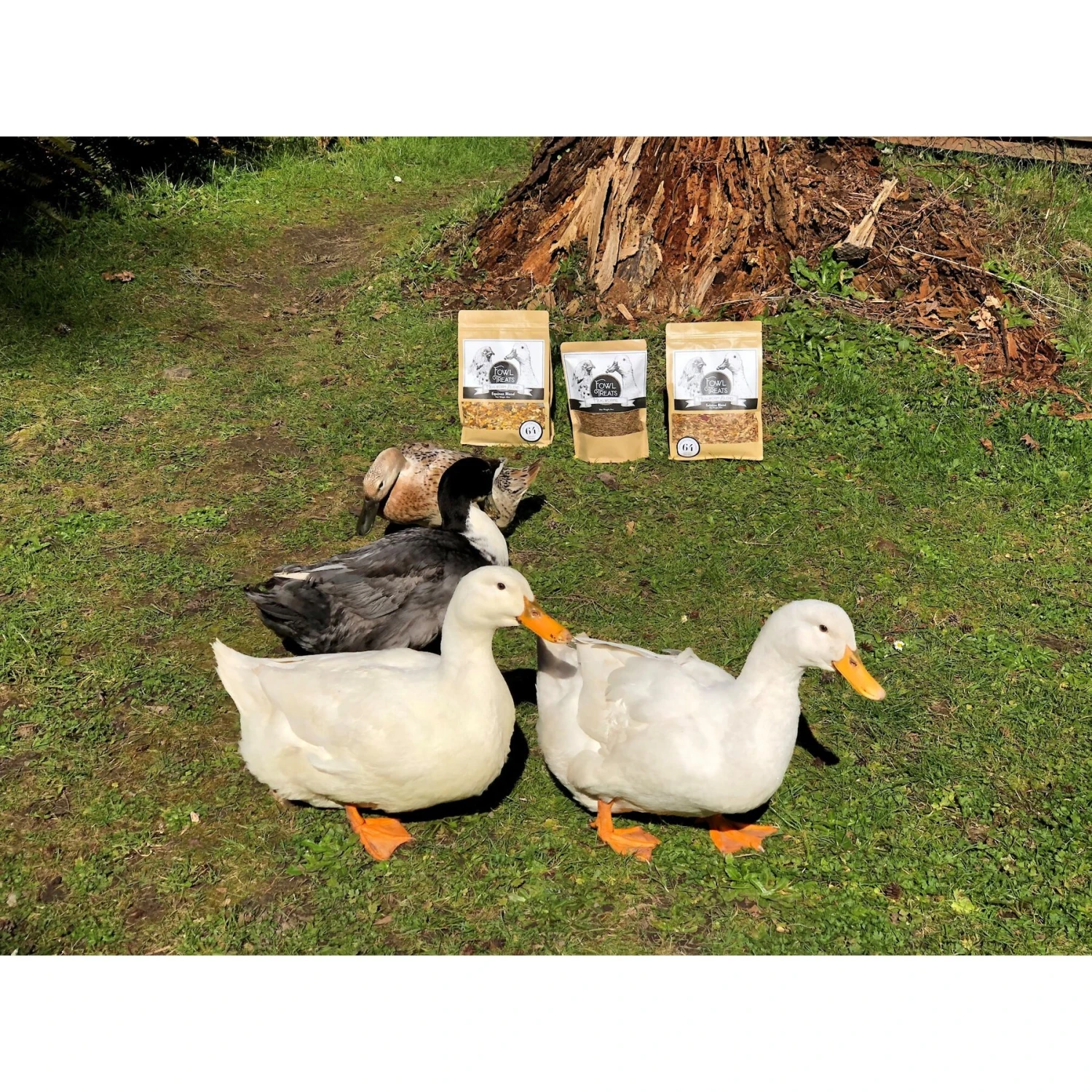 Fowl Treats Mealworm Blend Solstice Blend Chicken & Duck Treats, 2-lb Bag 6 Fowl Treats Mealworm Blend Solstice Blend Chicken & Duck Treats, 2-lb Bag - Image 6