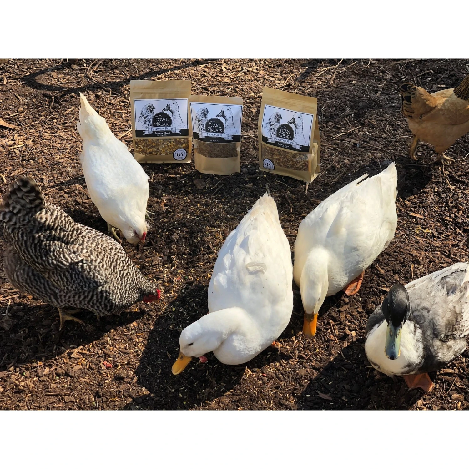 Fowl Treats Mealworm Blend Solstice Blend Chicken & Duck Treats, 2-lb Bag 7 Fowl Treats Mealworm Blend Solstice Blend Chicken & Duck Treats, 2-lb Bag - Image 7