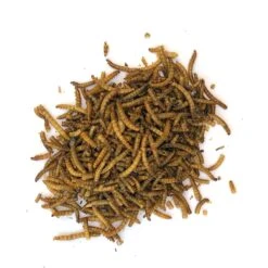 Fowl Treats Mealworms Chicken Treats, 8-oz Bag -Meadow Farm 281962 PT2. AC SS1800 V1652253681