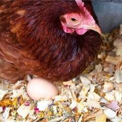 Pampered Chicken Mama Best Eggs Ever Poultry Nesting Box Herbs -Meadow Farm 286251 PT2. AC SS1800 V1620784380
