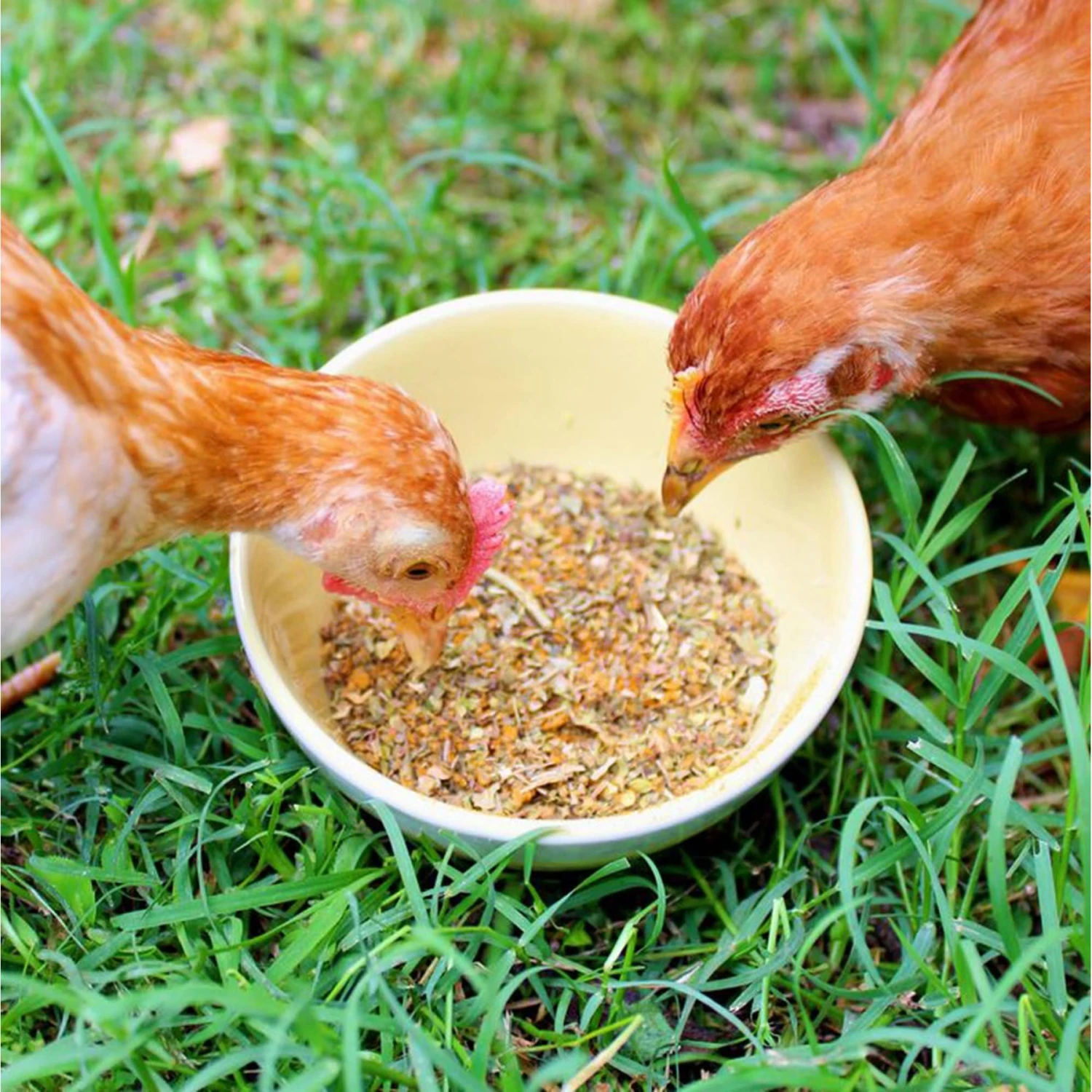 Pampered Chicken Mama BreatheRight Poultry Nesting Box & Coop Herbs 3 Pampered Chicken Mama BreatheRight Poultry Nesting Box & Coop Herbs - Image 3