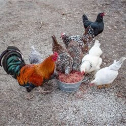 Pampered Chicken Mama PowerHen Chicken Treats 10 Pampered Chicken Mama PowerHen Chicken Treats -Meadow Farm 286289 PT5. AC SS1800 V1620787637