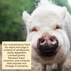 Scratch And Peck Feeds Organic Mini Pig Adult Feed -Meadow Farm 286486 PT5. AC SS1800 V1682018232