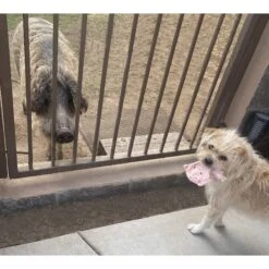 Piggy Poo And Crew Pig Paper Crinkle Squeaker Toy, 2 Count -Meadow Farm 299987 PT4. AC SS1800 V1629151581