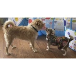 Piggy Poo And Crew Pig Paper Crinkle Squeaker Toy, 2 Count -Meadow Farm 299987 PT5. AC SS1800 V1629150427